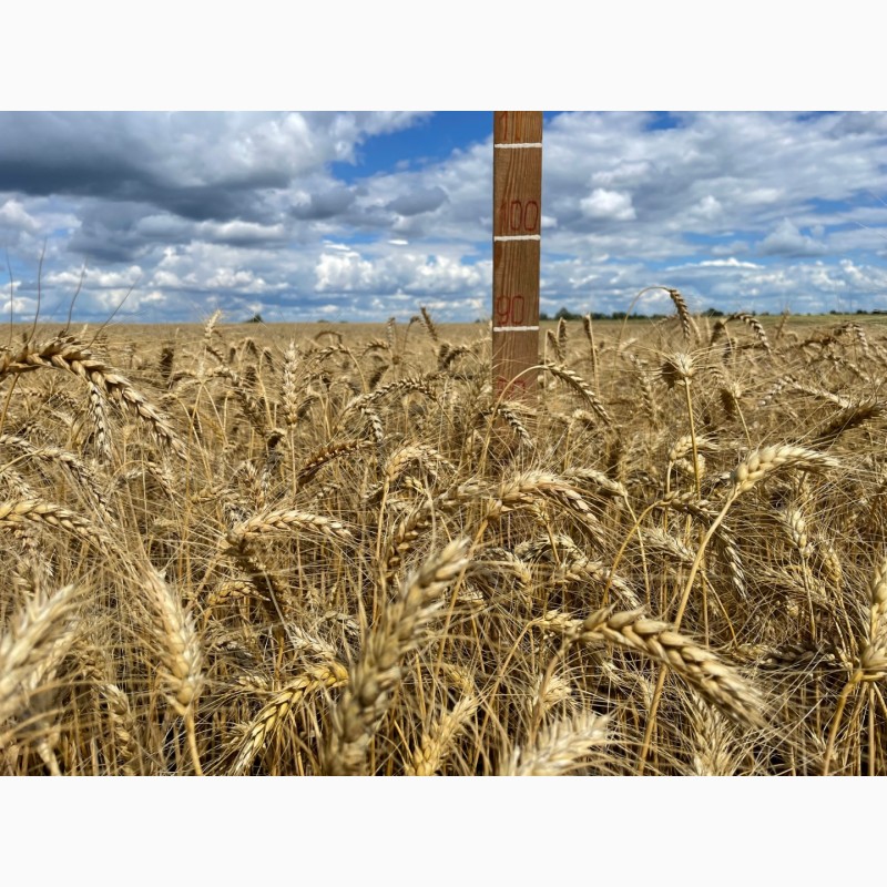 Фото 4. Насіння пшениці м#039;якої озимої Яліта, супер еліта