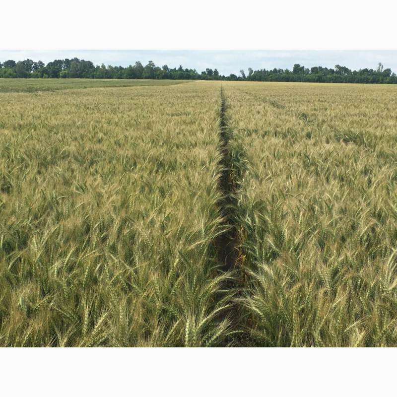 Фото 3. Насіння пшениці м#039;якої озимої Яліта, супер еліта