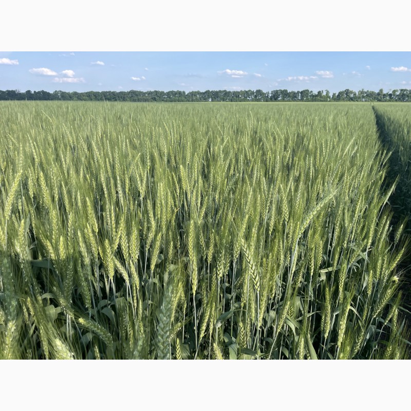 Фото 6. Насіння пшениці м#039;якої озимої Яліта, супер еліта