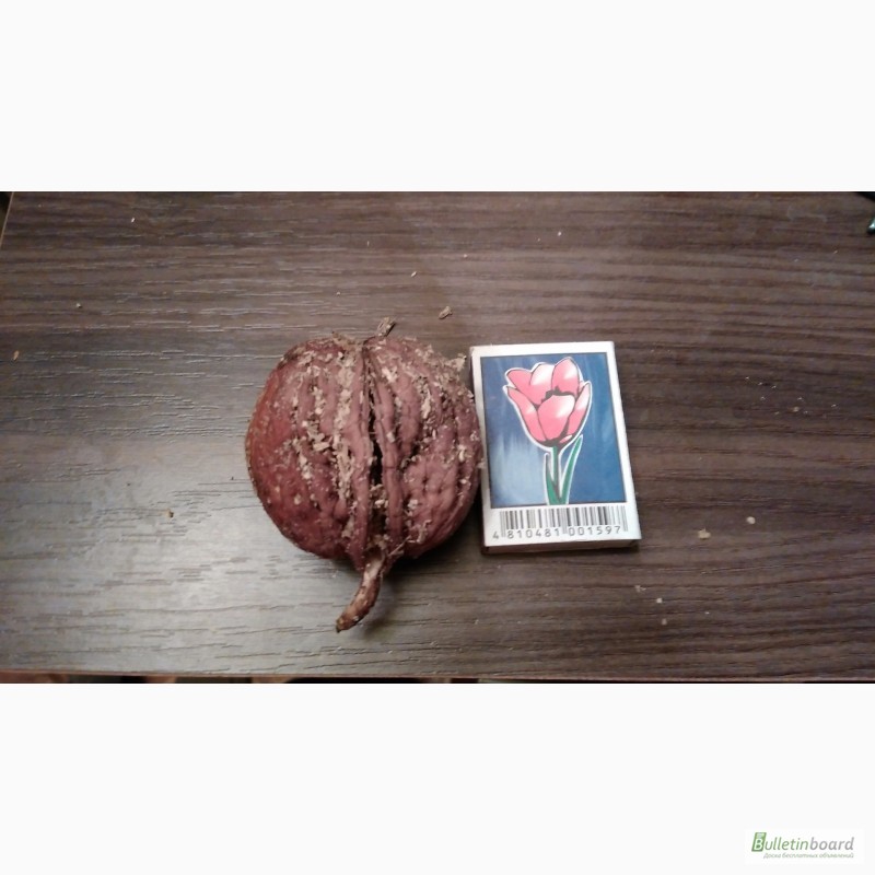 Фото 4. Продам саженцы грецкого ореха с питомника