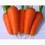 Продам семена морковки, Одесская обл, Большой Дальник