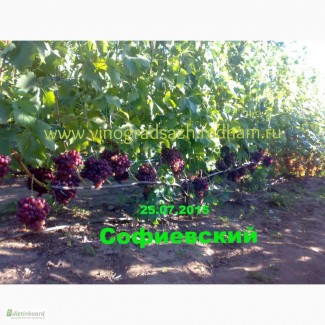 Саженцы винограда и лоза