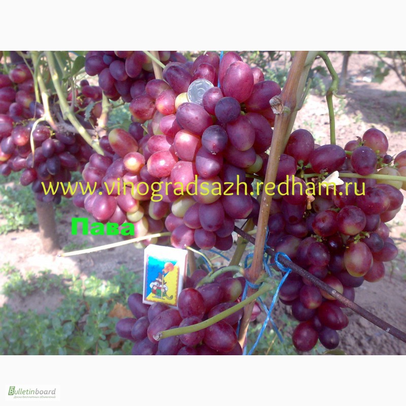 Фото 4. Саженцы винограда и лоза