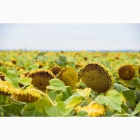 Дозор - Насіння соняшника під класичну технологію вирощування