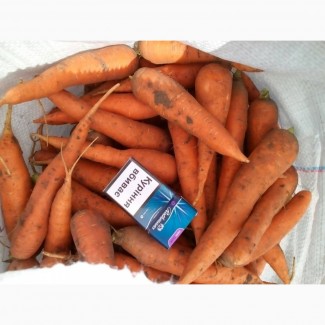 Продам морковь, сорт Абако, Виктория