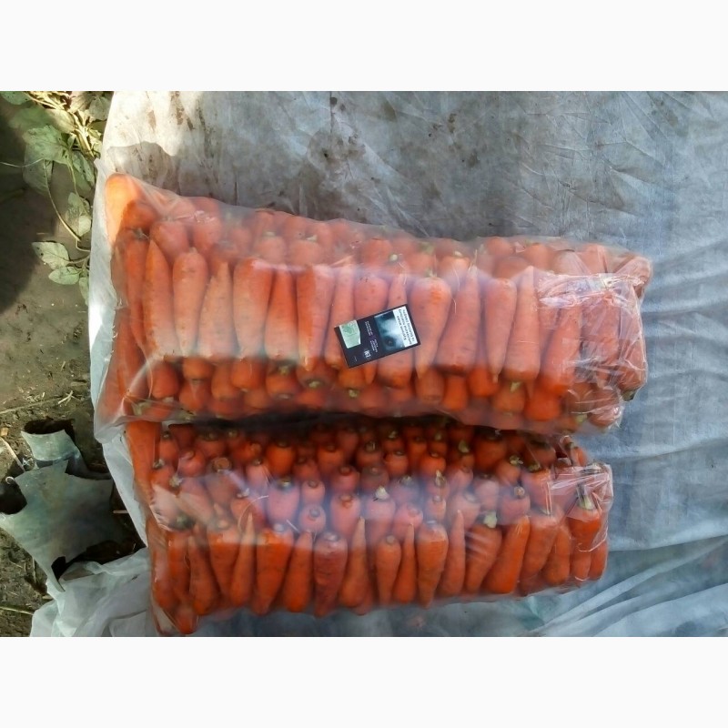 Фото 2. Продам морковь, сорт Абако, Виктория