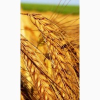 Продам посівний матеріал пшениці Нива Одеська Еліта