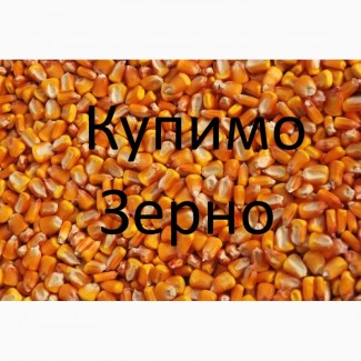 Закуповуємо кукурудзу по Виноградівському районі