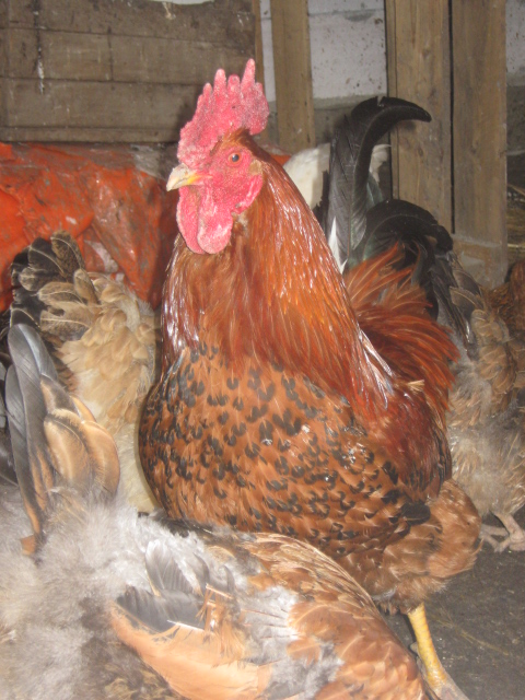 Фото 2. Домашние цыплята чистокровных мясо-яичных пород курей