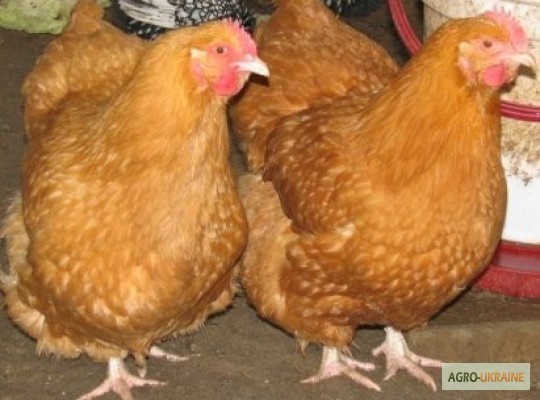 Фото 3. Домашние цыплята чистокровных мясо-яичных пород курей