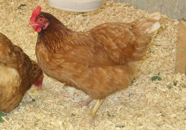 Фото 4. Домашние цыплята чистокровных мясо-яичных пород курей