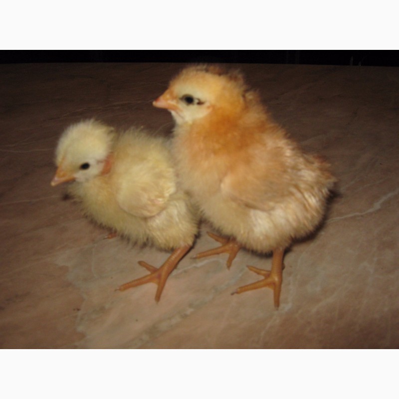 Фото 6. Домашние цыплята чистокровных мясо-яичных пород курей