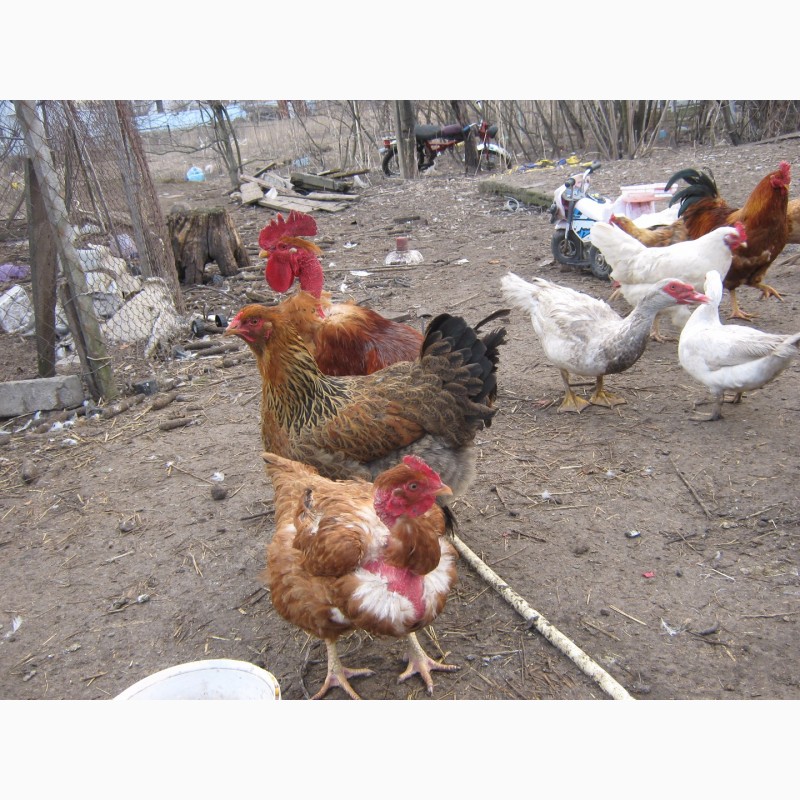 Фото 8. Домашние цыплята чистокровных мясо-яичных пород курей