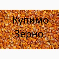 Компанія купить дорого кукурудзу по Берегівському районі