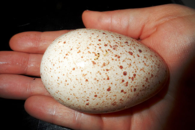 Індичата добові, яйце інкубаційне ( білі широкогруді) BIG 6