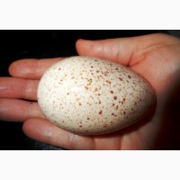 Індичата добові, яйце інкубаційне ( білі широкогруді) BIG 6