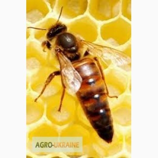 Продам пчёломатки
