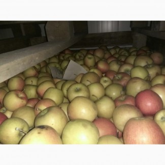 Продам яблоки на переработку от производителя