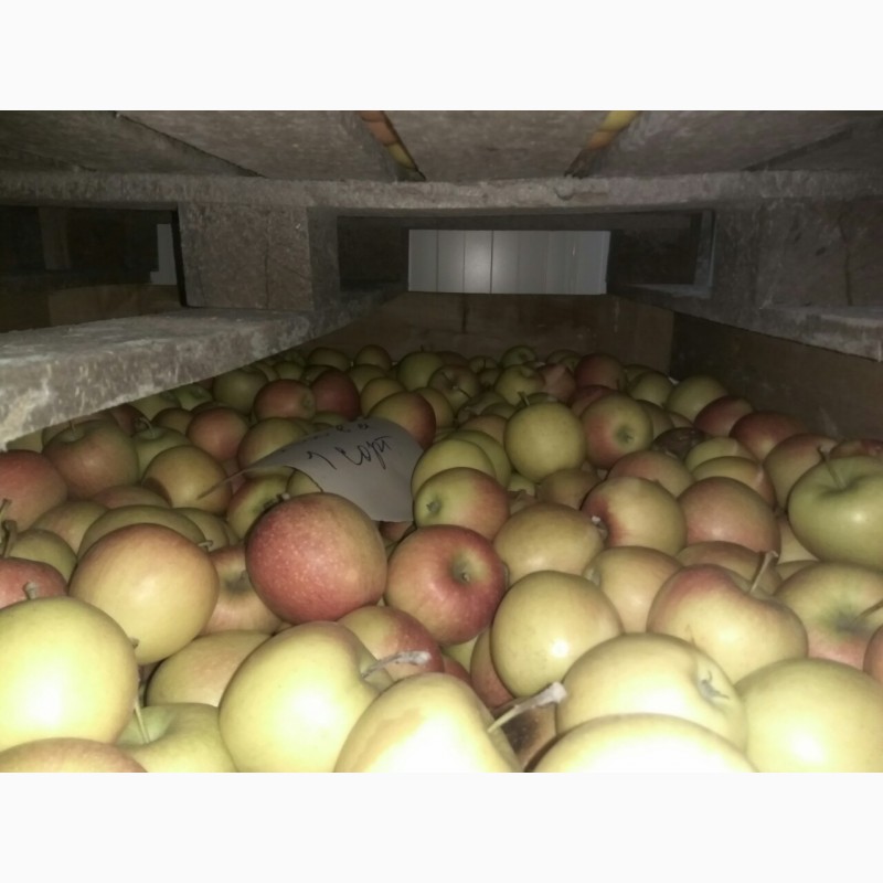 Фото 2. Продам яблоки на переработку от производителя