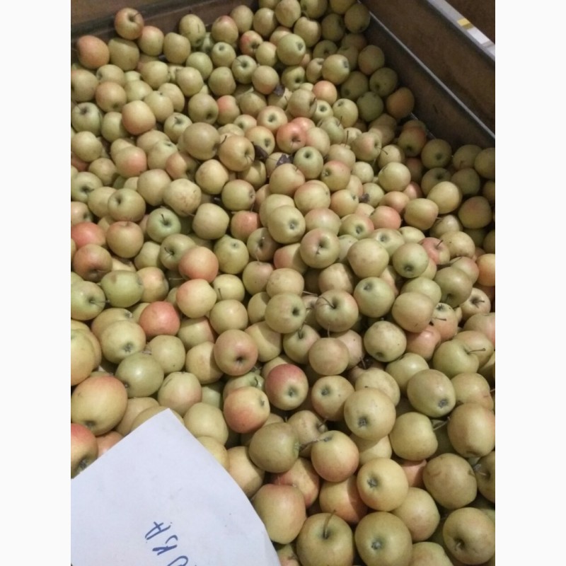 Фото 3. Продам яблоки на переработку от производителя