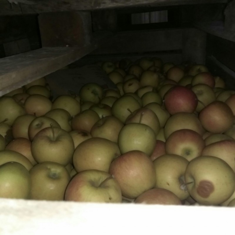 Фото 4. Продам яблоки на переработку от производителя