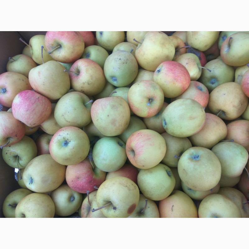 Фото 5. Продам яблоки на переработку от производителя