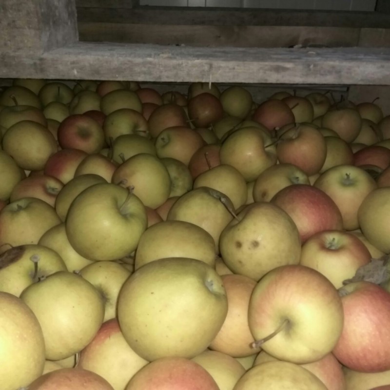 Фото 6. Продам яблоки на переработку от производителя