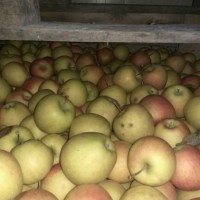 Продам яблоки на переработку от производителя