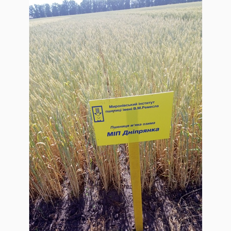 Фото 2. МІП Дніпрянка пшениця озима посівний матеріал