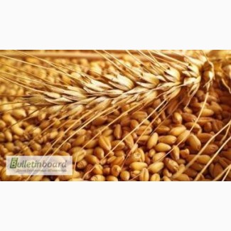 Закуповуємо пшеницю фуражну