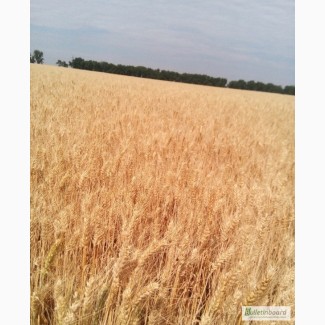 Семена озимой пшеницы - АНТАРА